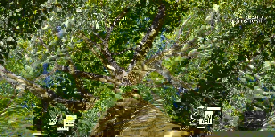 Orange Juice Samenwerking Met Trees For All